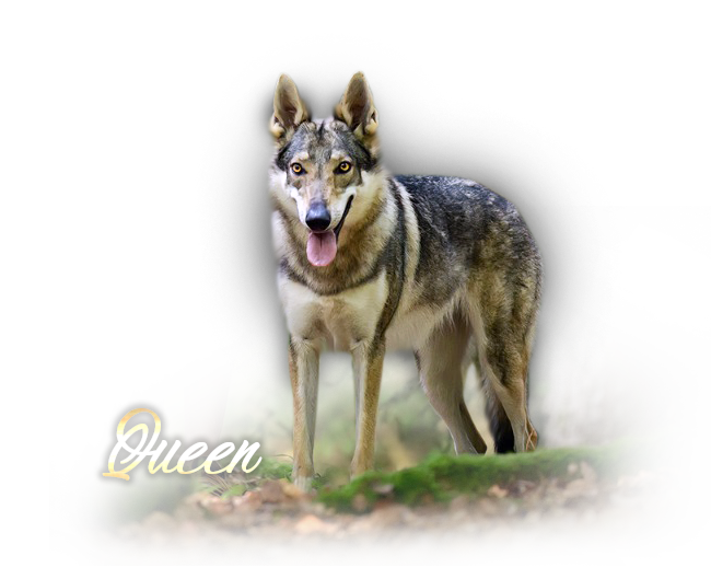 Československý vlčák Queen of Wolf Šedý poklad